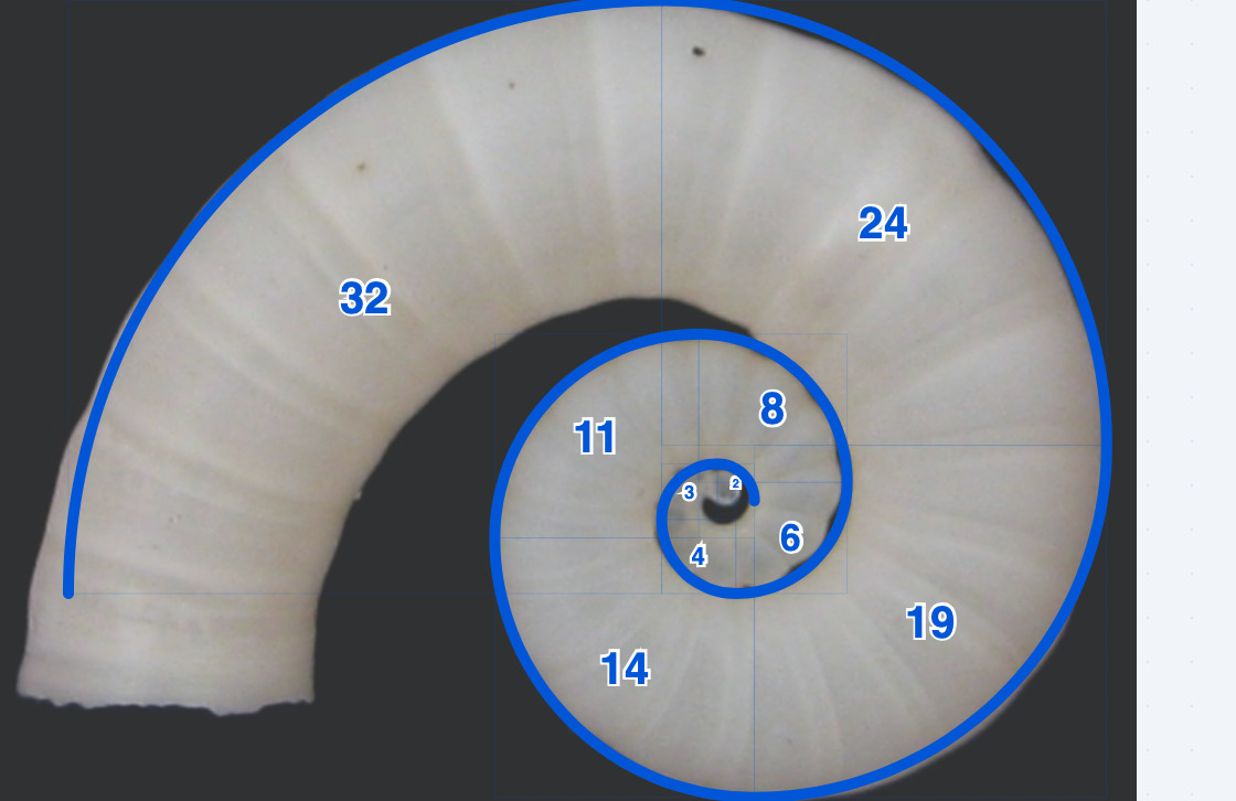 Spirale 1